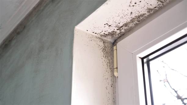 Best Forensic Mold Investigation  in Millville, UT