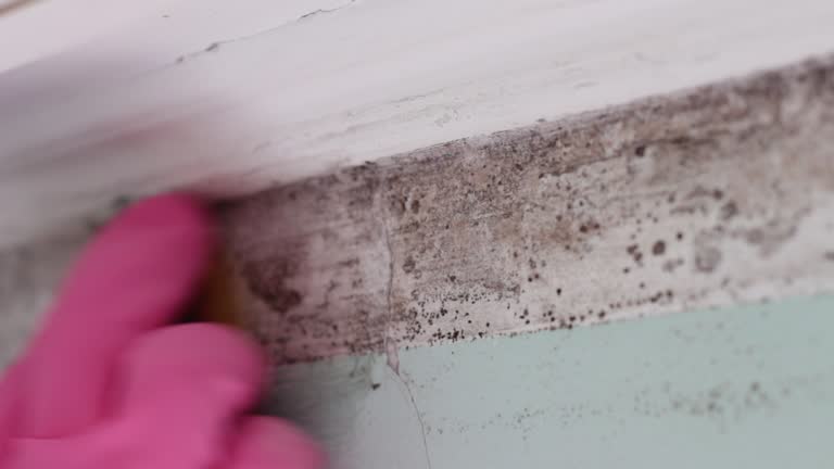 Mold Remediation for Vacation Homes in Millville, UT